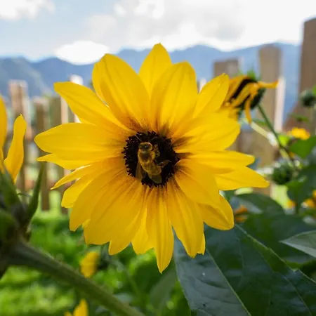 Schroeckgut Шале Бад Хофгаштайн