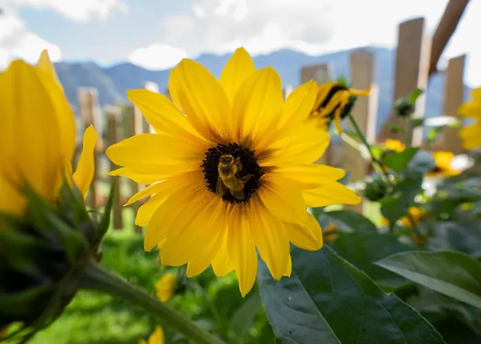 Schroeckgut בקתה באד הופגסטין