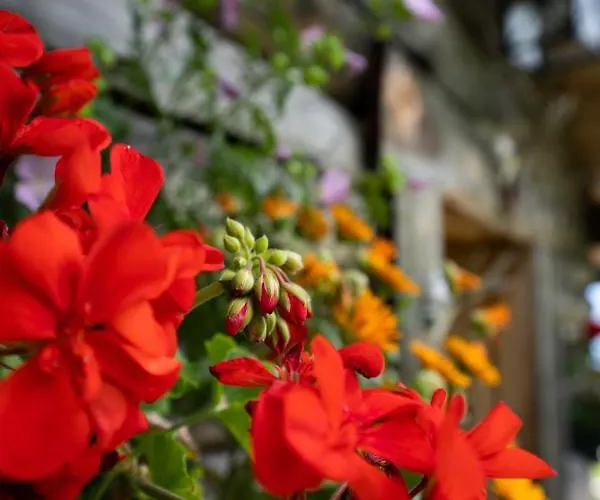 בקתה Schroeckgut באד הופגסטין